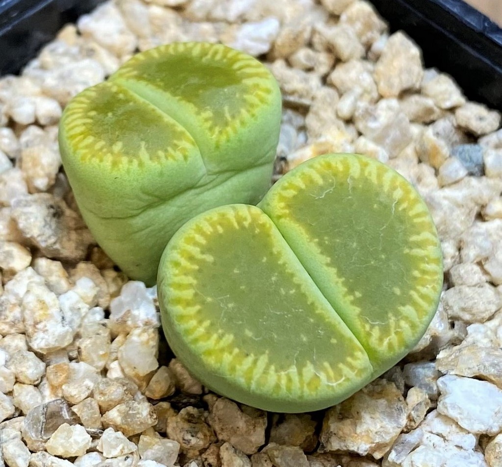 SH26716 Lithops aucampiae 'Bella Ketty'