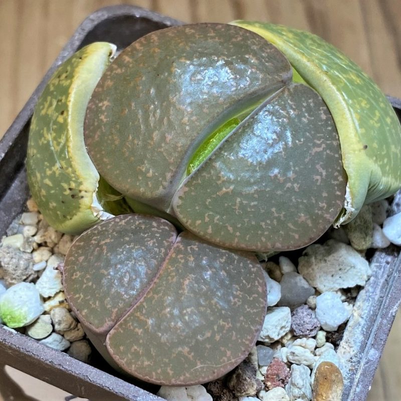 SH26717 Lithops lesliei C018
