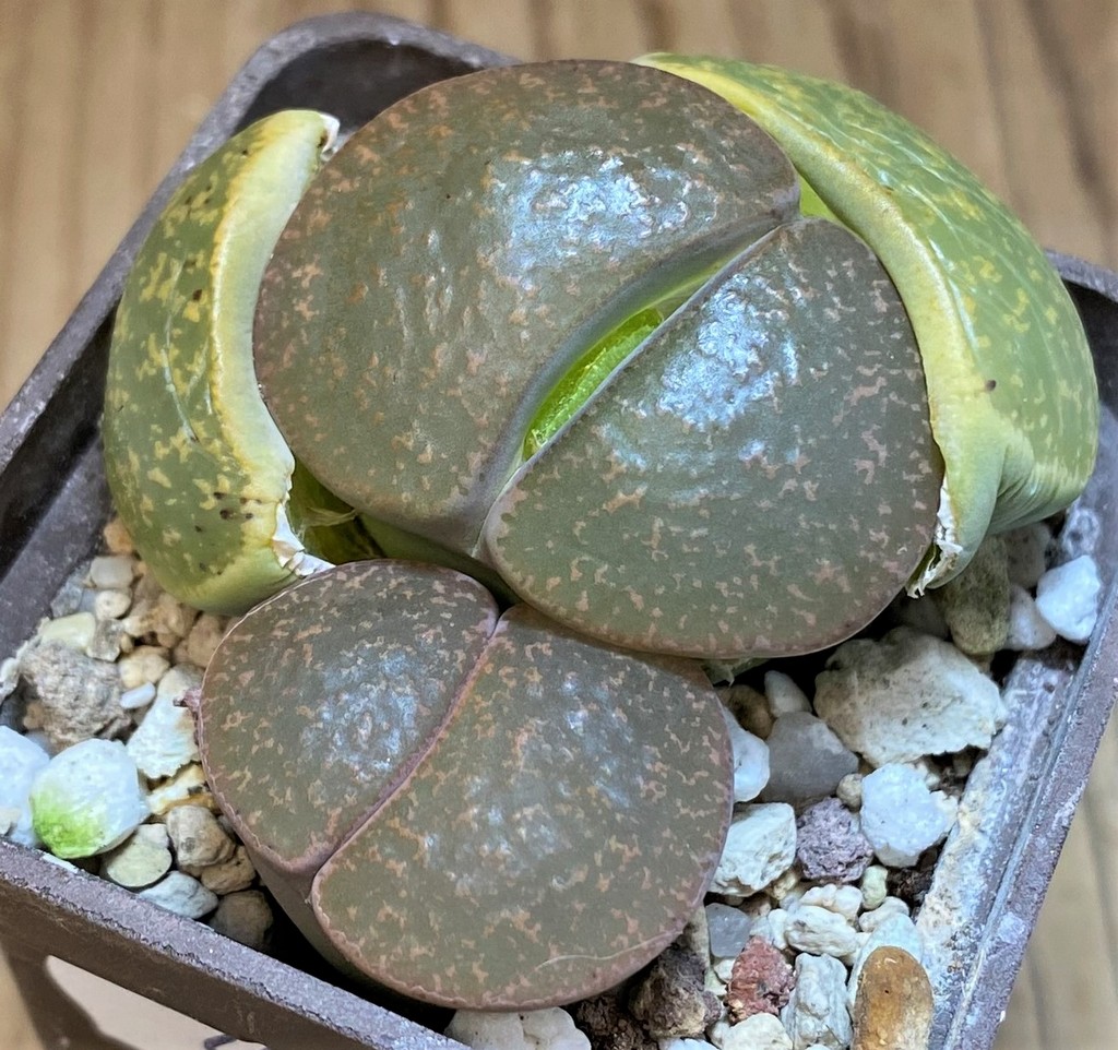 SH26717 Lithops lesliei C018