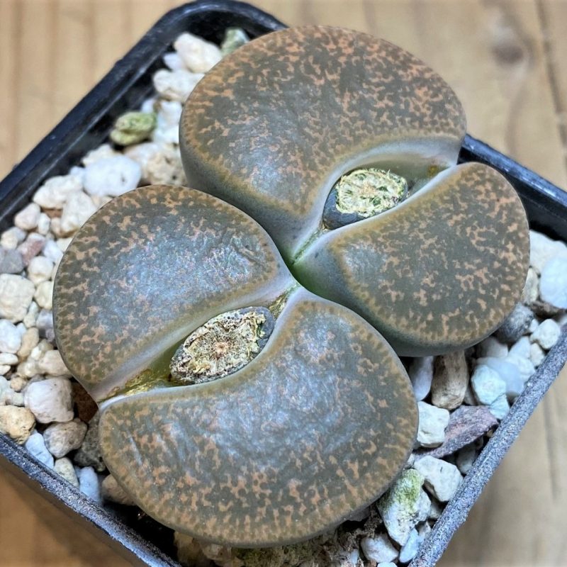 SH26718 Lithops lesliei