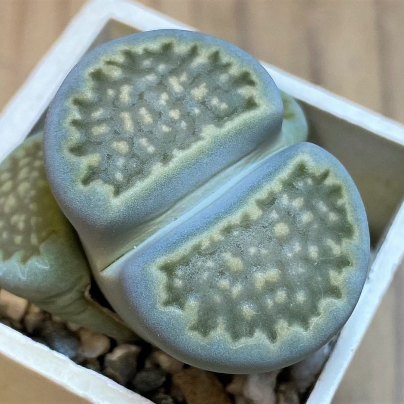 SH26719 Lithops hallii v. ochracea C111A