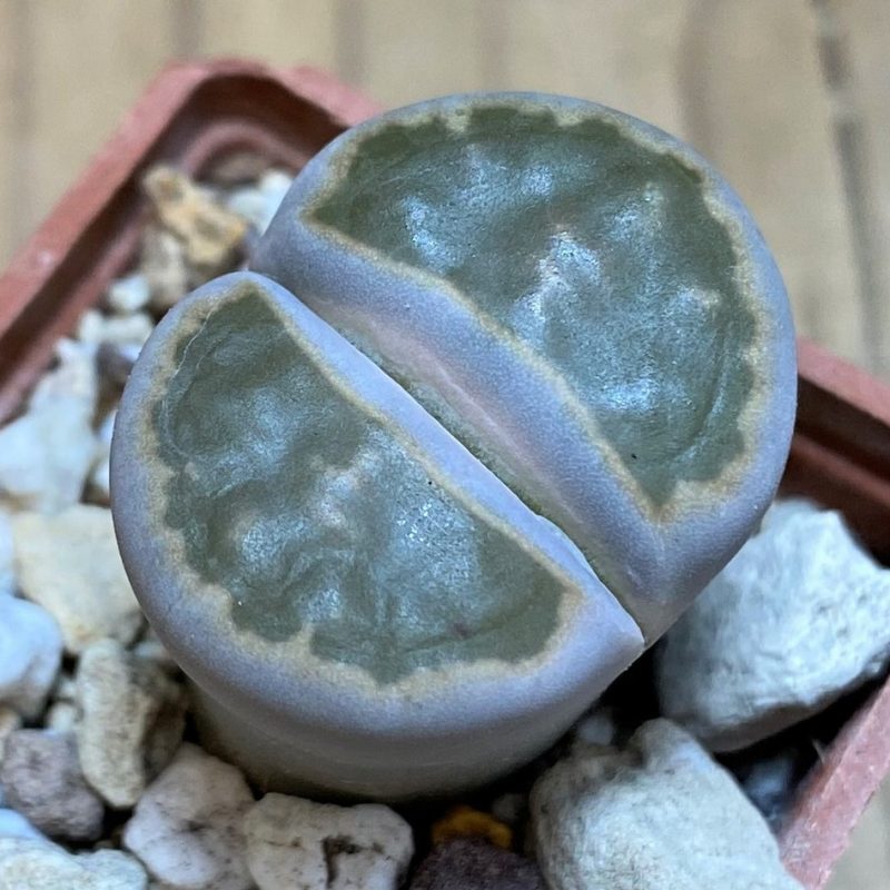 SH26720 Lithops karasmontana v. bella