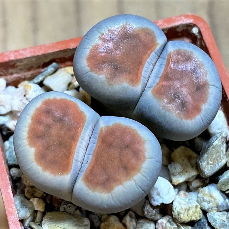 SH26721 Lithops karasmontana 'Top Red'