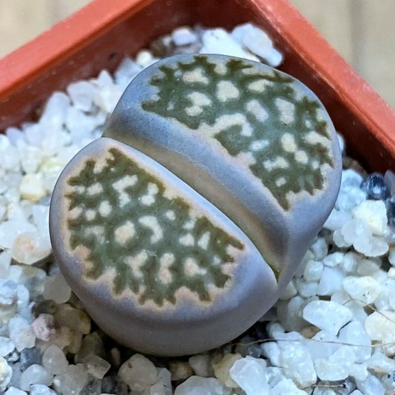 SH26722 Lithops halii