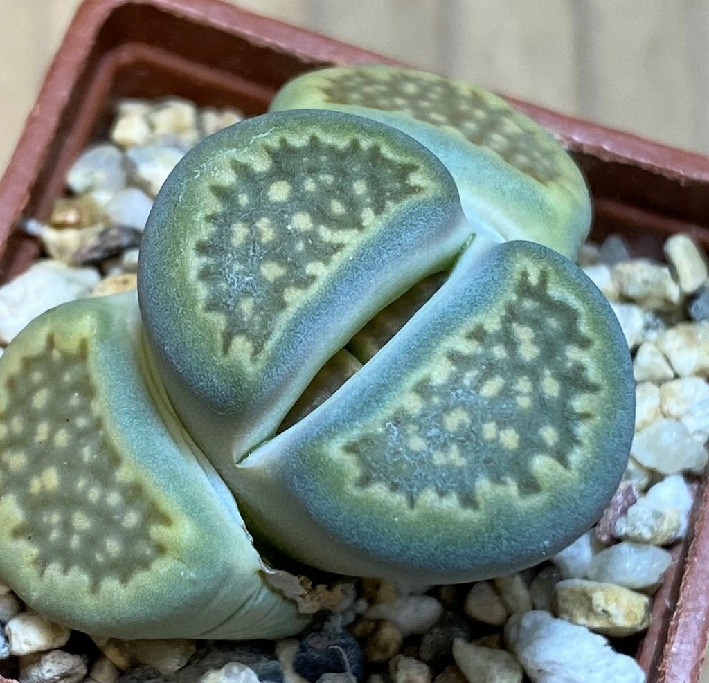 SH26723 Lithops hallii v. ochracea C111A