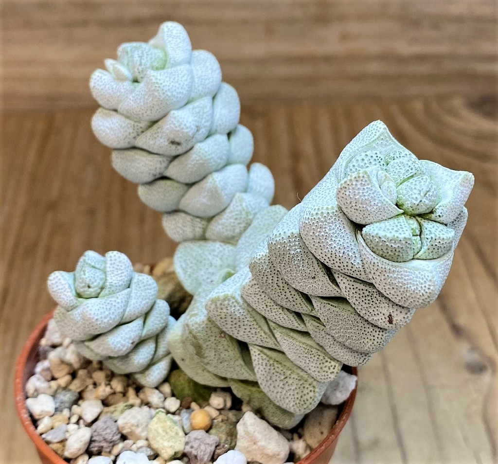 SH26793 Crassula deceptor - Imagen 2