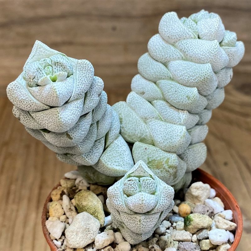 SH26793 Crassula deceptor