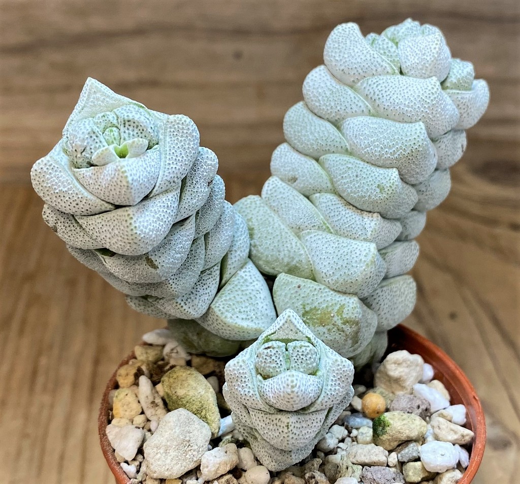 SH26793 Crassula deceptor