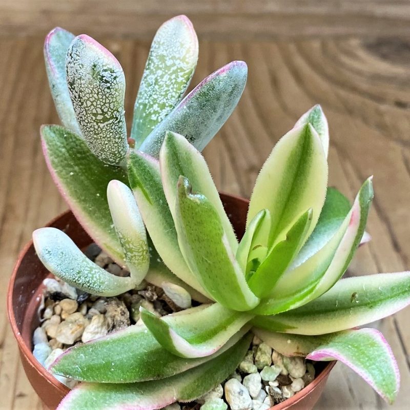 SH26794 Crassula capitella 'Campfire', Cotyledon orbiculata f. variegata