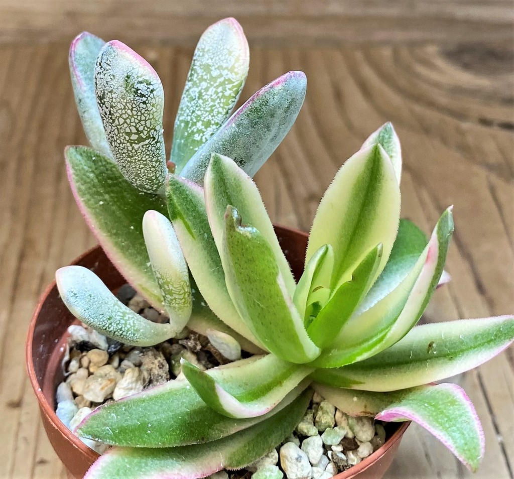 SH26794 Crassula capitella 'Campfire', Cotyledon orbiculata f. variegata