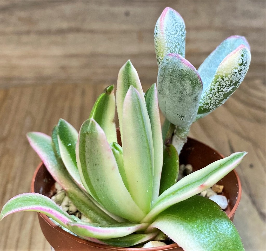 SH26794 Crassula capitella 'Campfire', Cotyledon orbiculata f. variegata - 画像 (2)