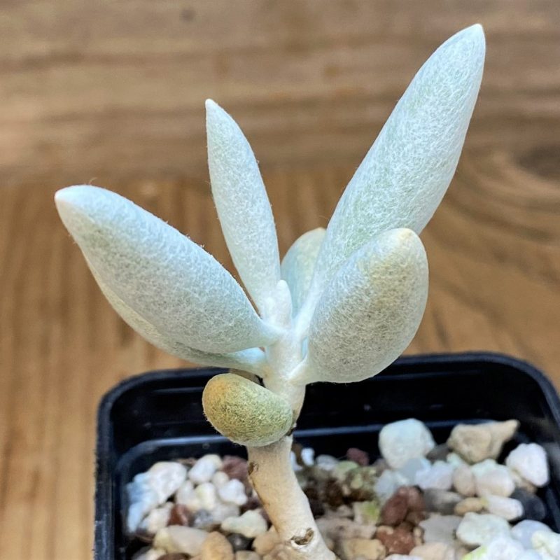 SH26795 Senecio haworthii