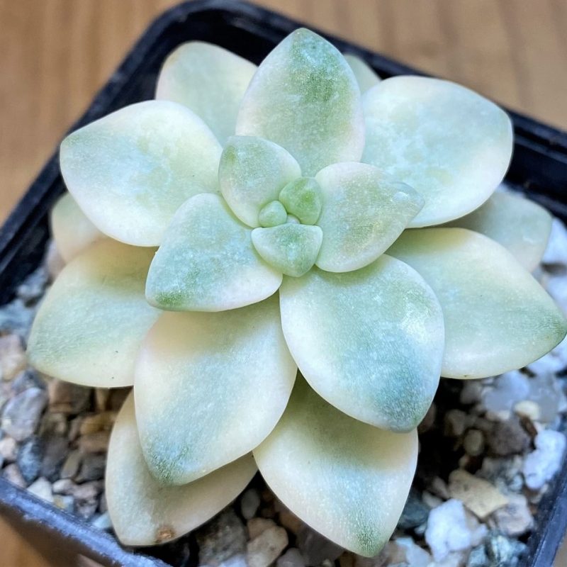 SH26796 Graptopetalum 'Apricot' f. variegata