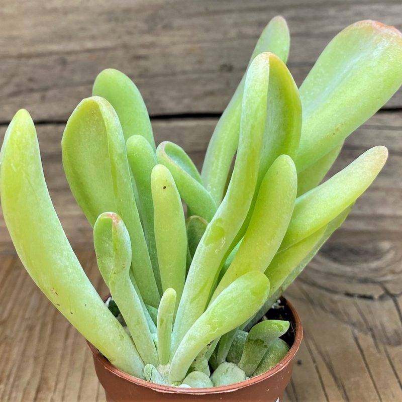 SH26763 Kalanchoe thyrsiflora ‘Monstrosa’