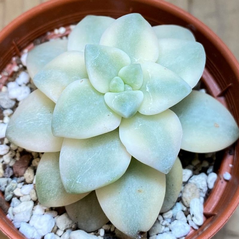 SH26798 Graptopetalum 'Apricot' f. variegata