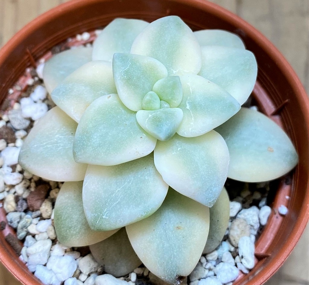SH26798 Graptopetalum 'Apricot' f. variegata