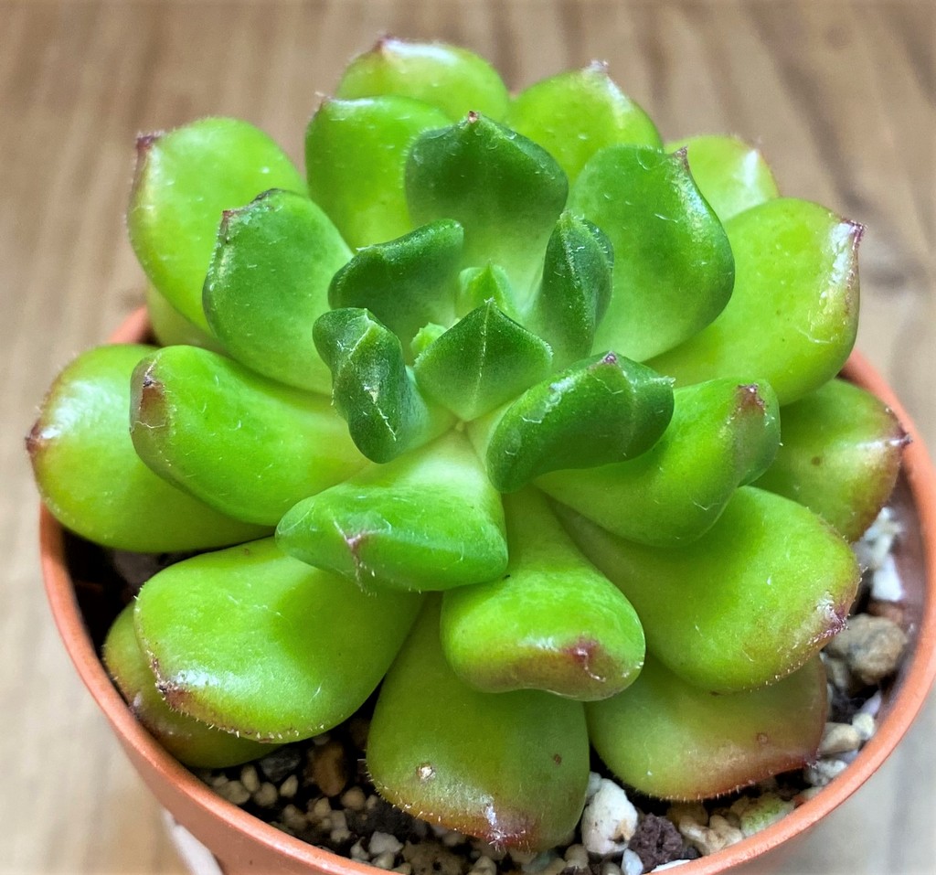 SH26799 Echeveria 'Red lantern' - Image 2