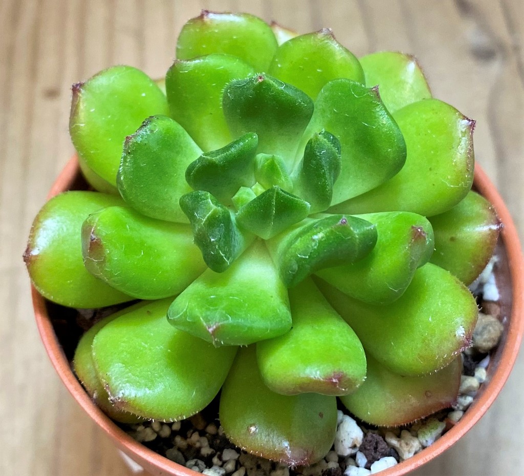 SH26799 Echeveria 'Red lantern'