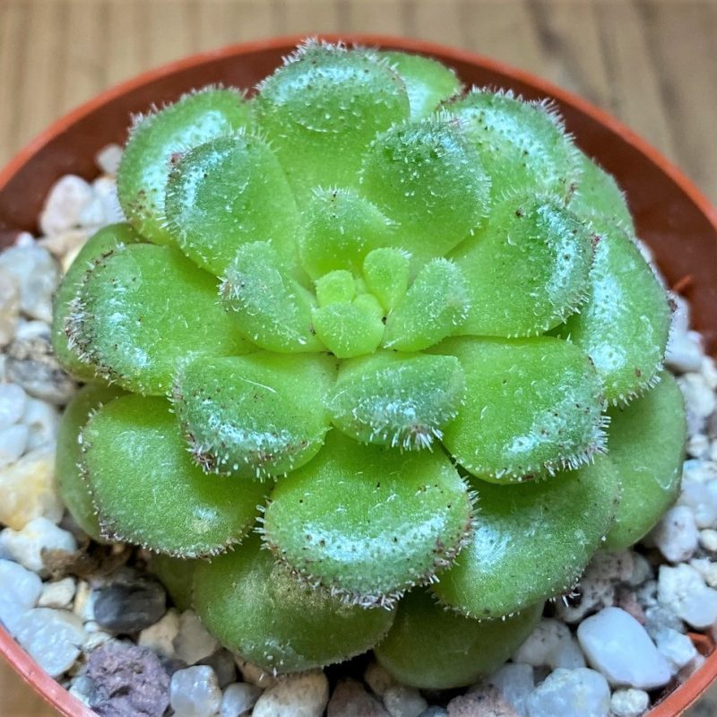 SH26800 Echeveria ‘Sugar Coral’