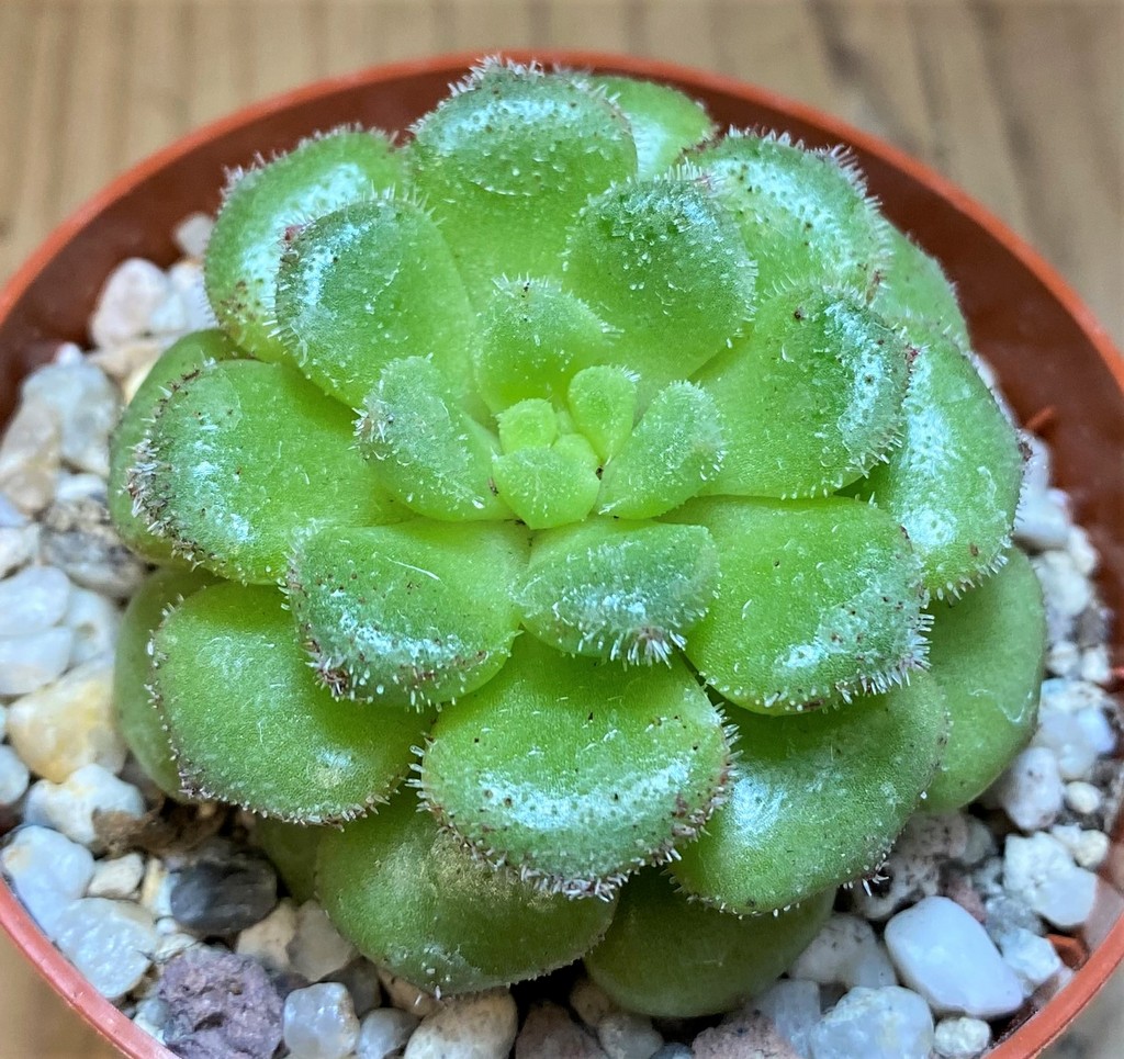 SH26800 Echeveria ‘Sugar Coral’