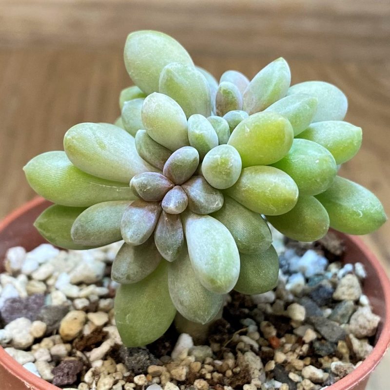 SH26801 Pachyveria ‘Clavifolia’ f. cristata