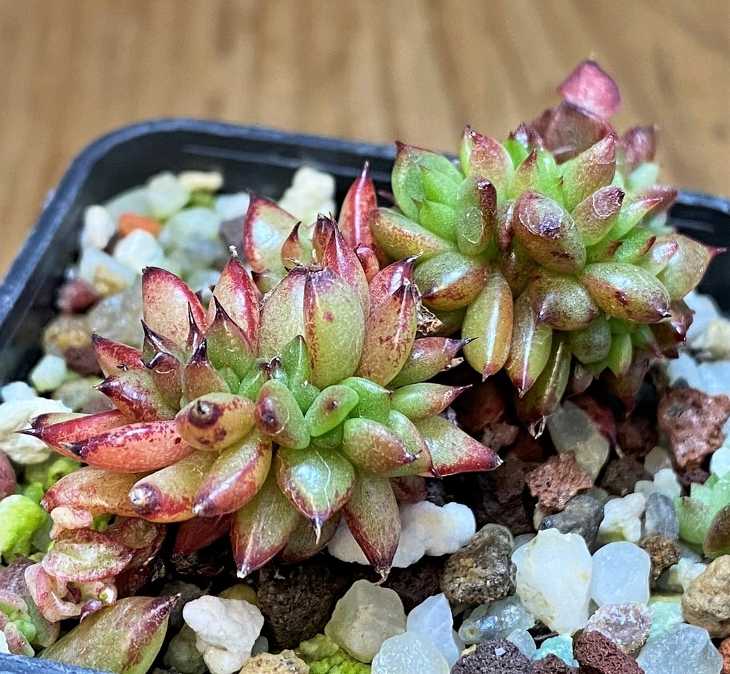 SH26802 Echeveria agavoides f. cristata