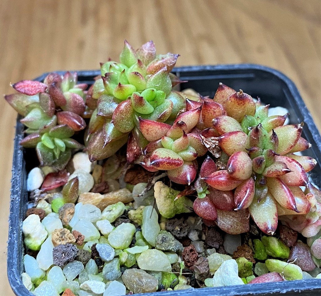 SH26802 Echeveria agavoides f. cristata - immagine 2