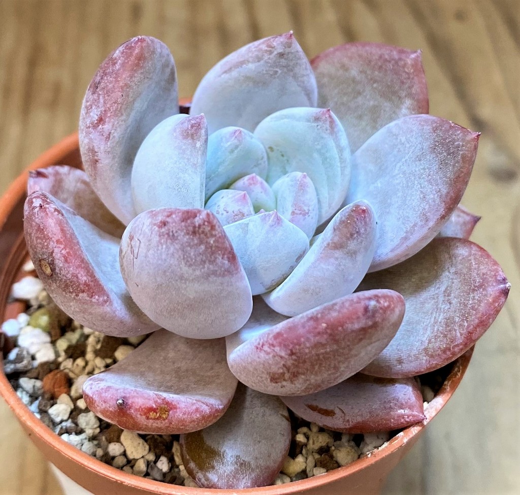 SH26803 Echeveria 'Monroe'