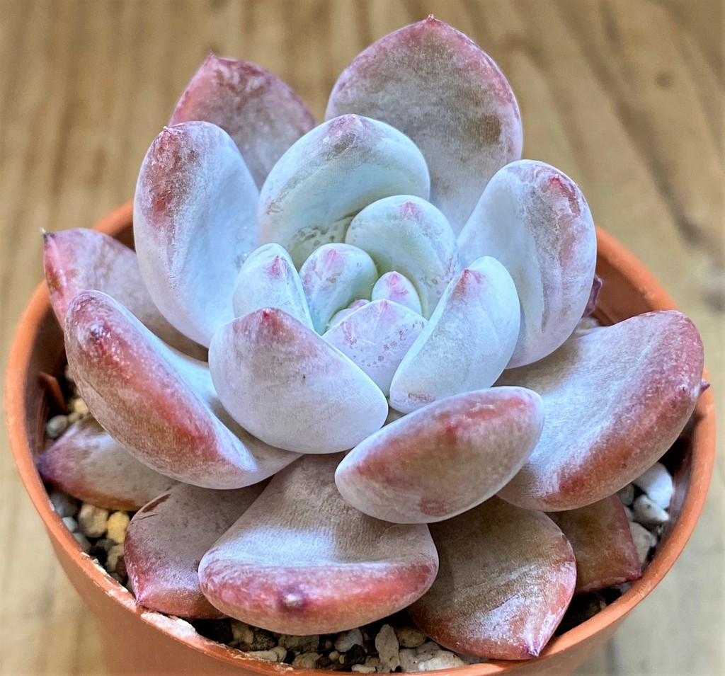 SH26803 Echeveria 'Monroe' - immagine 2