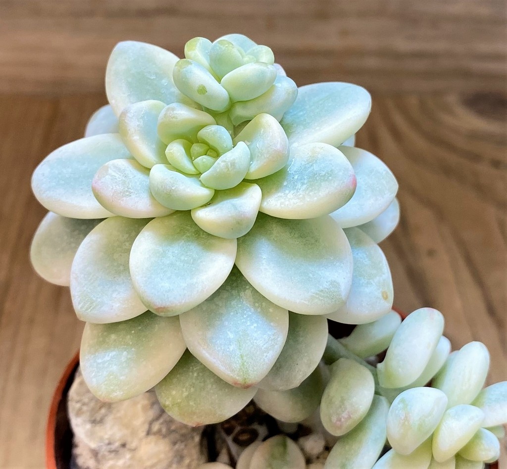 SH26804 Graptopetalum ‘Apricot’ f. variegata