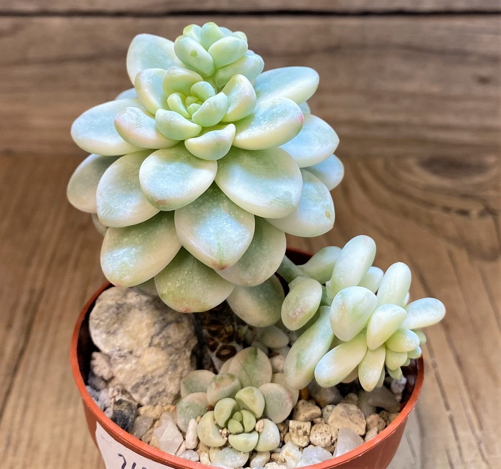 SH26804 Graptopetalum ‘Apricot’ f. variegata - immagine 2