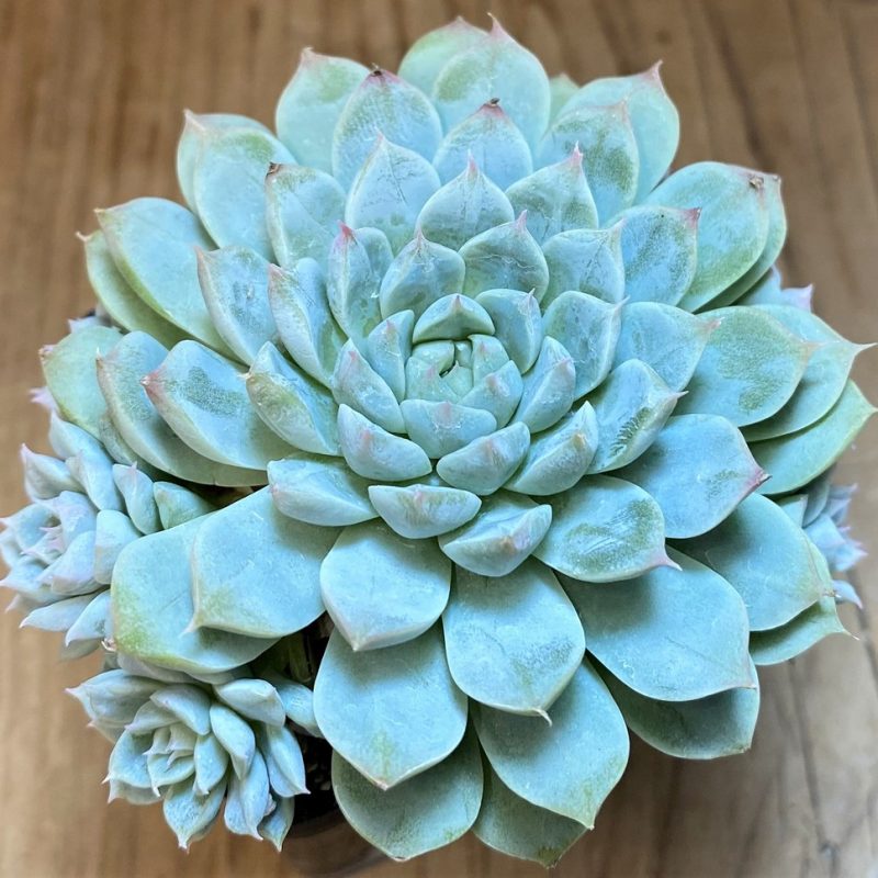 SH26806 Echeveria cuspidata 'Texensis'