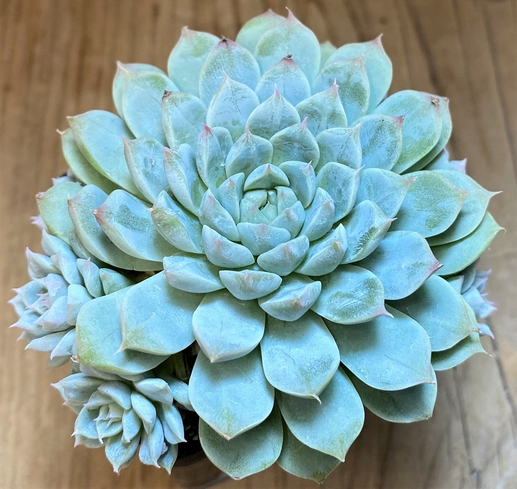 SH26806 Echeveria cuspidata 'Texensis'