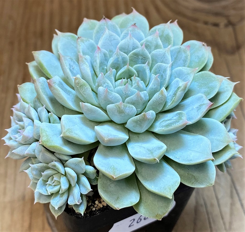 SH26806 Echeveria cuspidata 'Texensis' - Image 2
