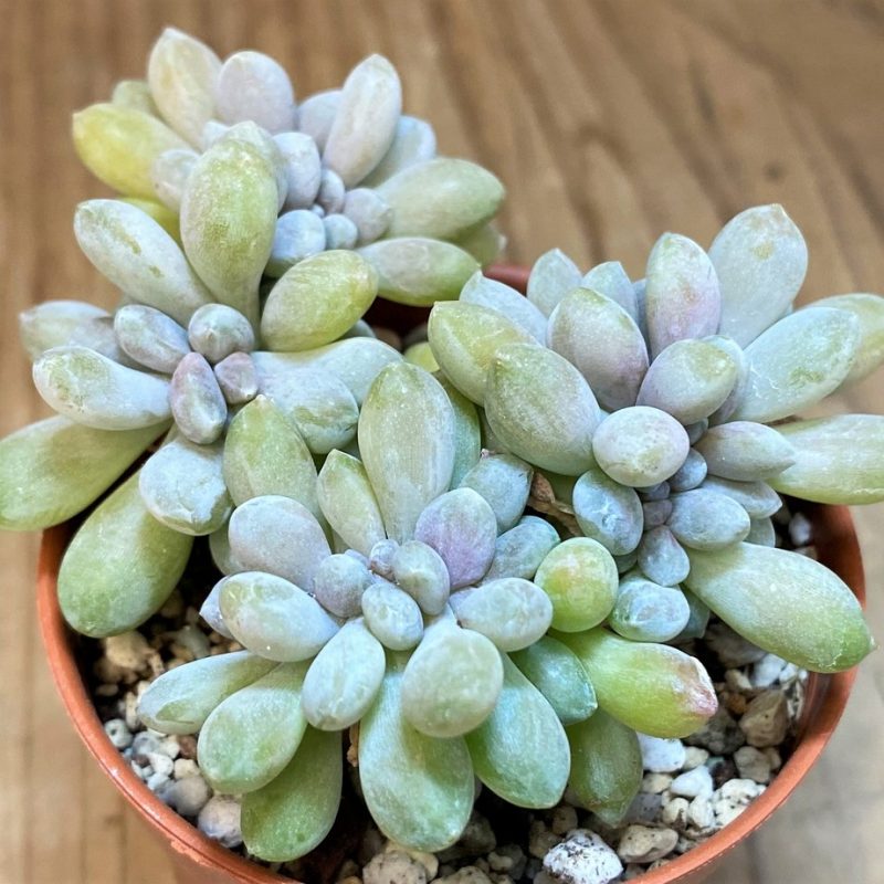 SH26807 Pachyveria ‘Clavifolia’ f. cristata