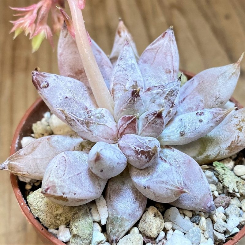 SH26808 Echeveria tolimanensis hybrid