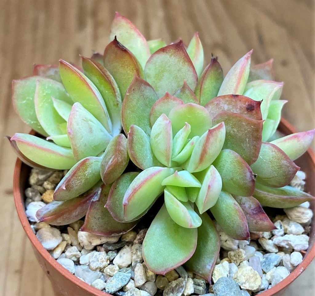SH26809 Echeveria 'Luella' - immagine 2