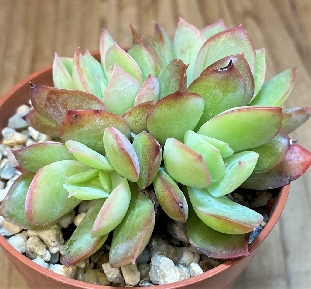 SH26809 Echeveria 'Luella'