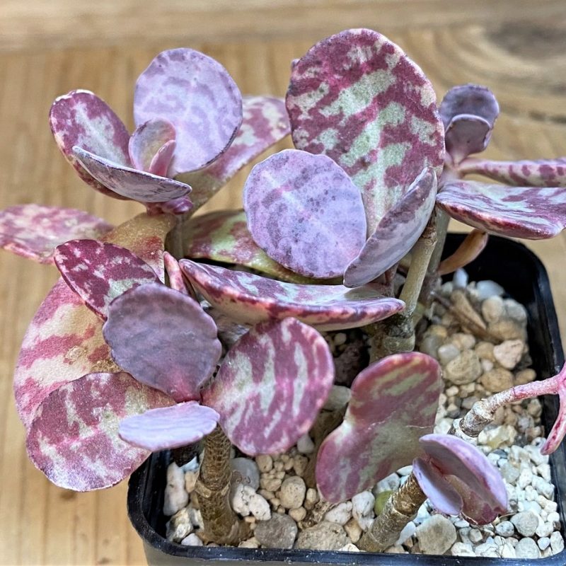 SH26764 Kalanchoe marmorata ‘Leopard’