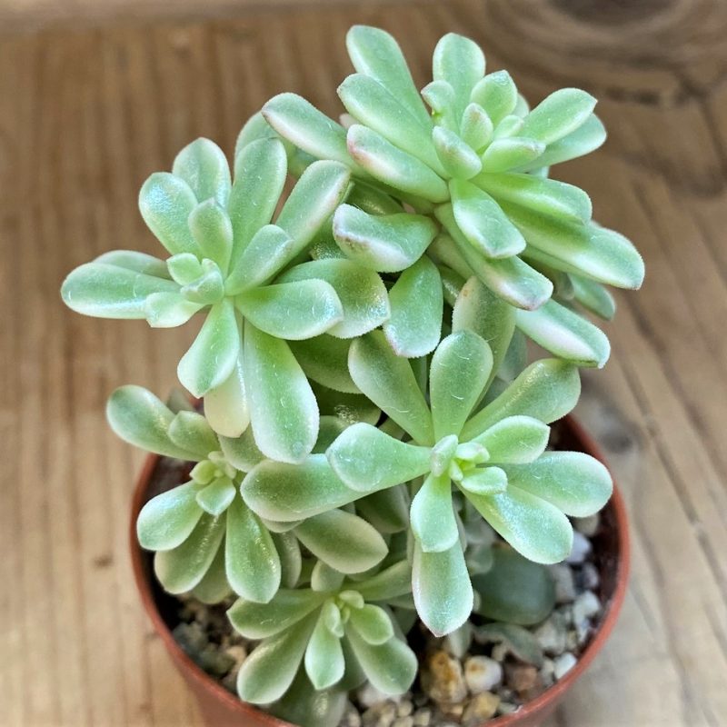 SH26812 Sedum 'Joyce Tulloch' f. variegata