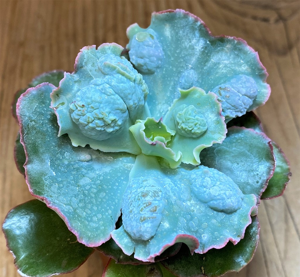 SH26813 Echeveria 'Etna' - immagine 2