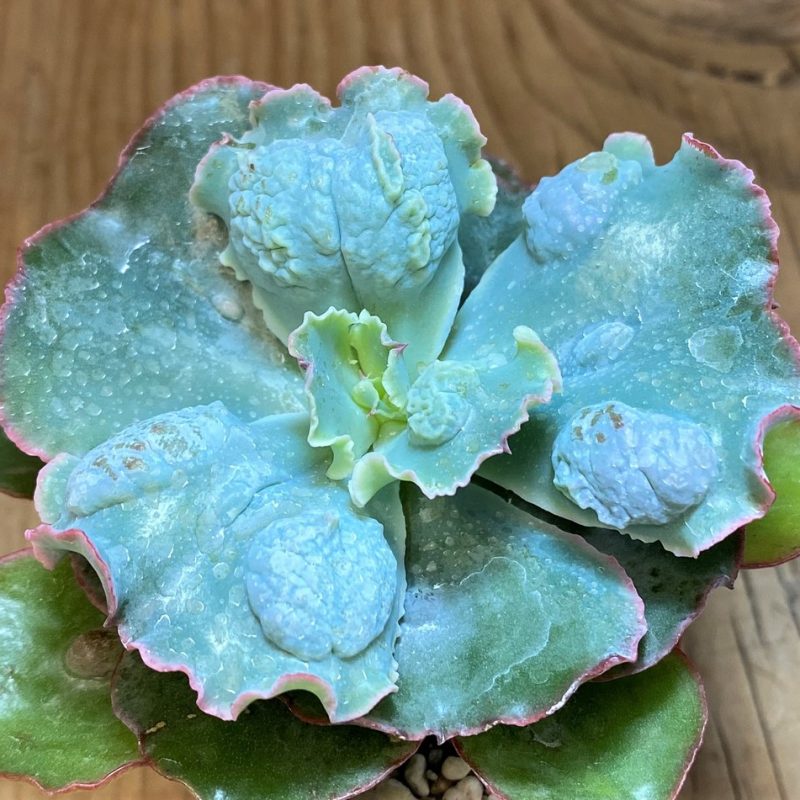 SH26813 Echeveria 'Etna'