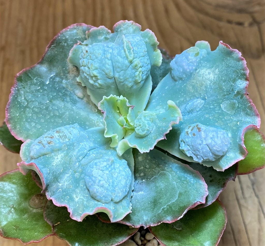 SH26813 Echeveria 'Etna'