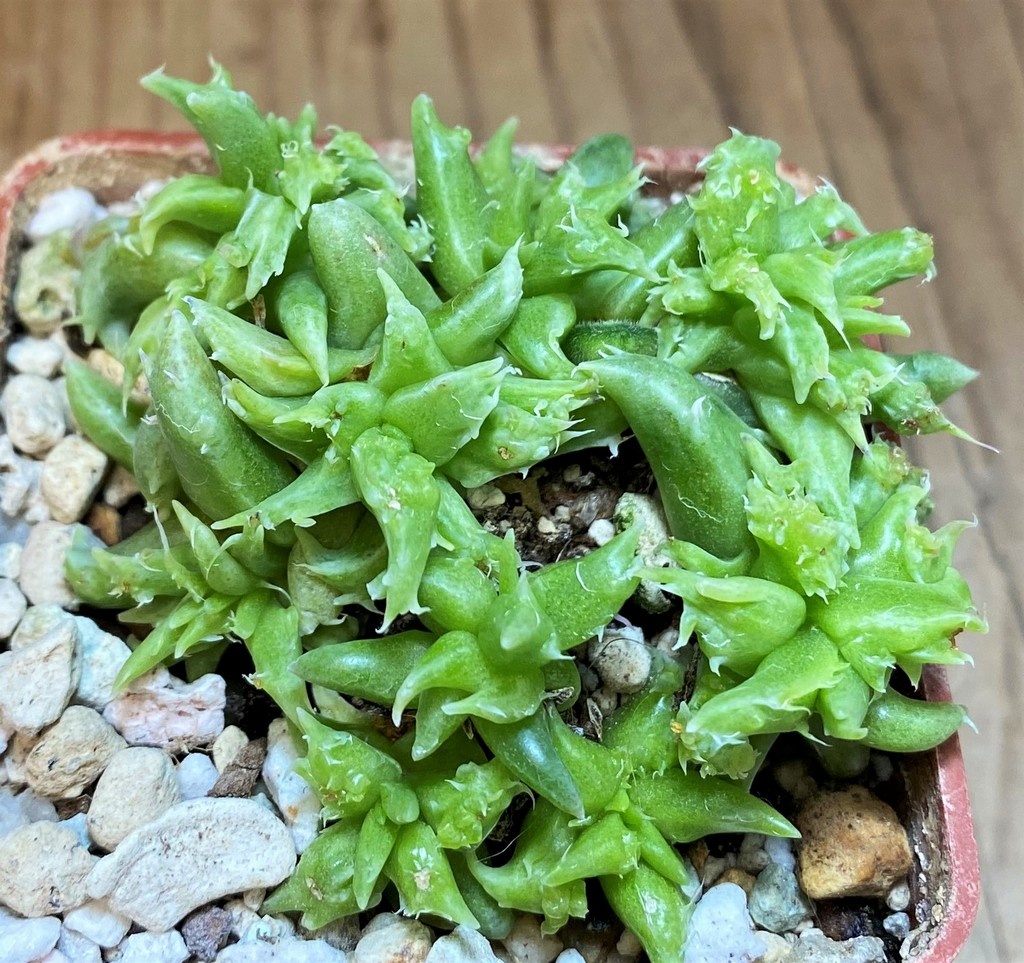 SH26814 Faucaria sp. f. monstrosa - immagine 2