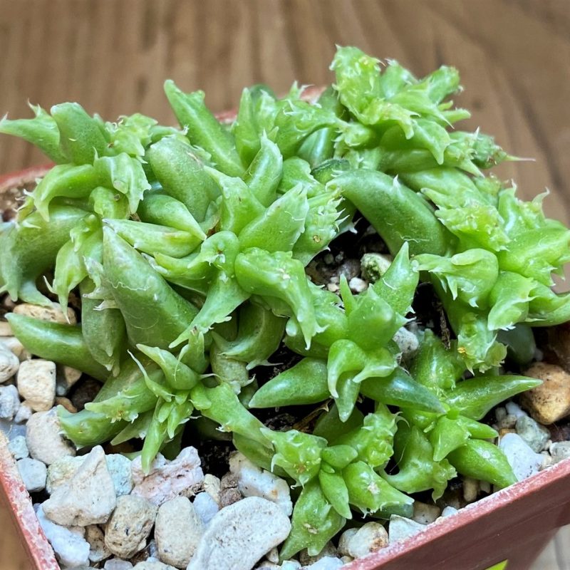 SH26814 Faucaria sp. f. monstrosa