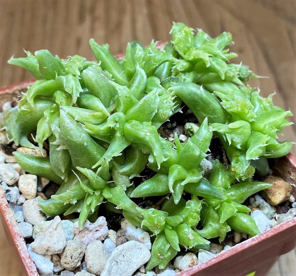 SH26814 Faucaria sp. f. monstrosa