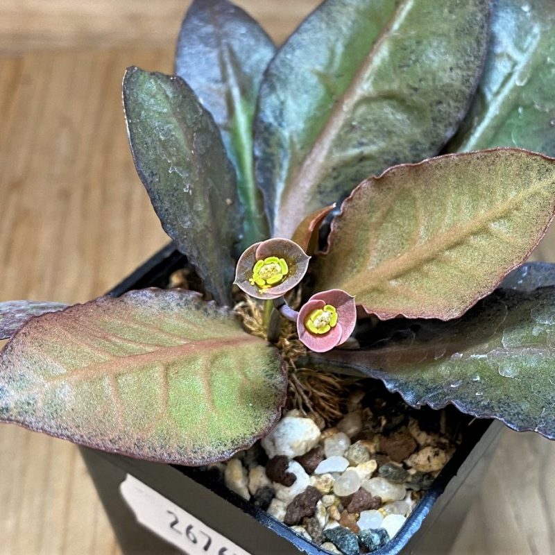 SH26765 Euphorbia francoisii hybrid