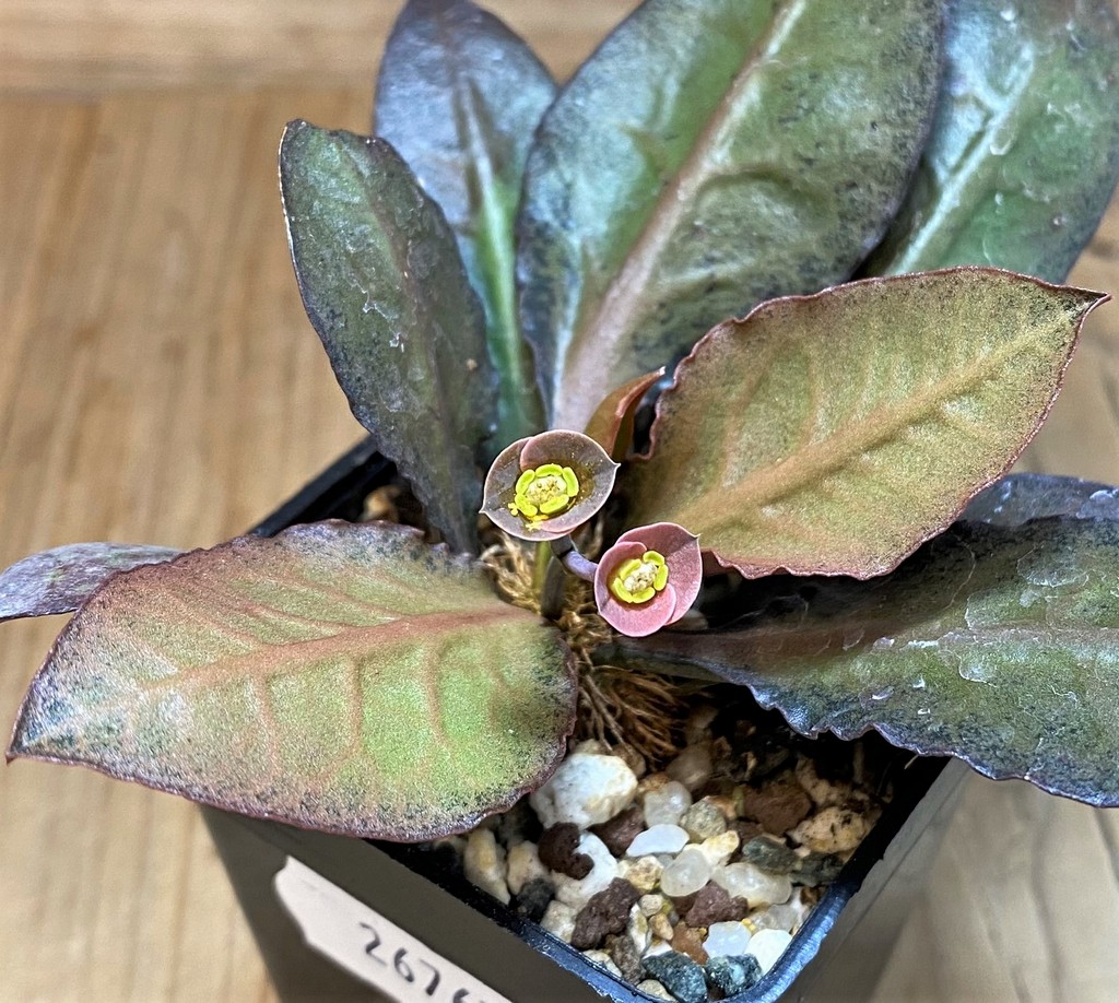 SH26765 Euphorbia francoisii hybrid