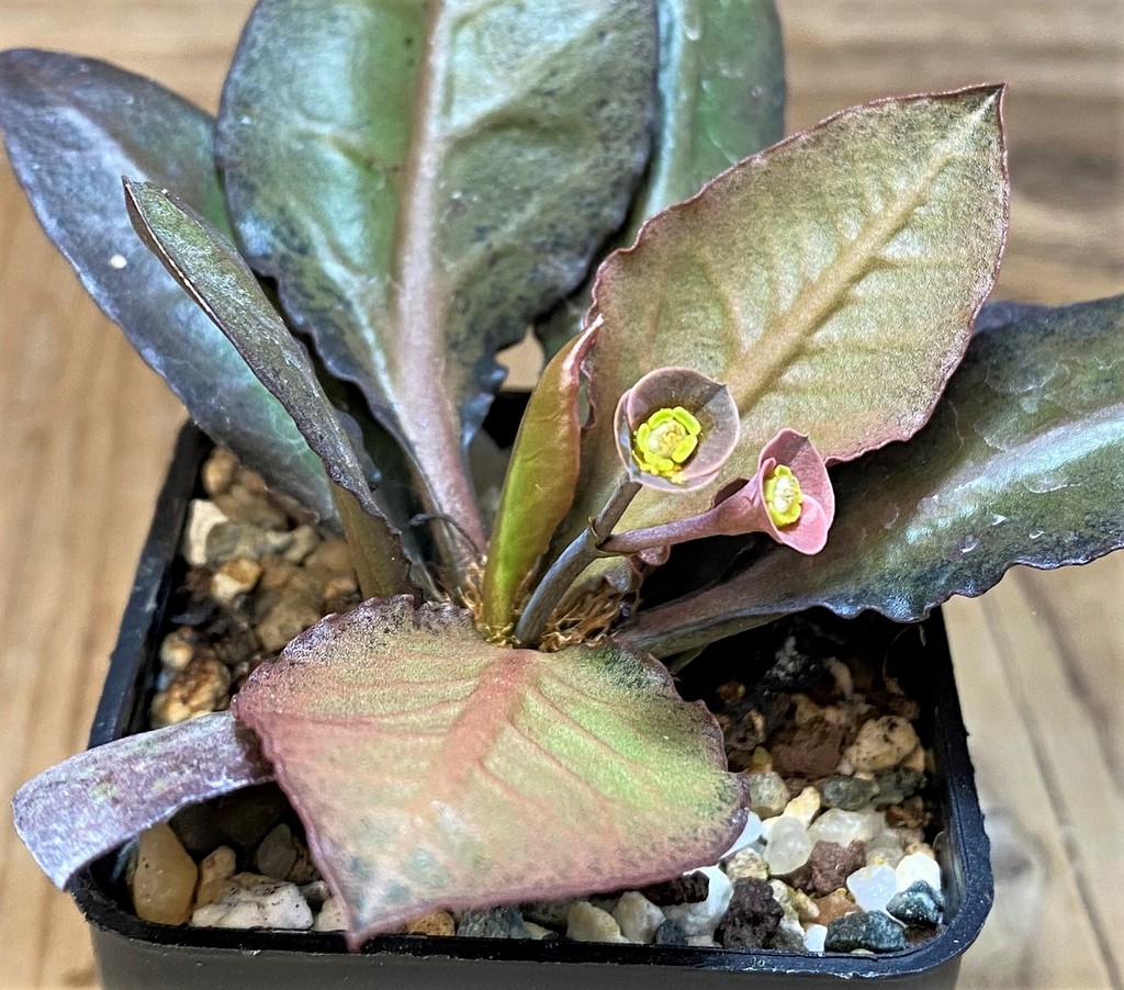 SH26765 Euphorbia francoisii hybrid – Image 2