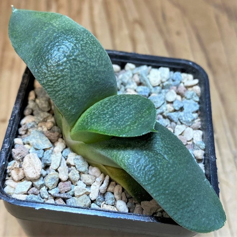 SH26760 Gasteria armstrongii